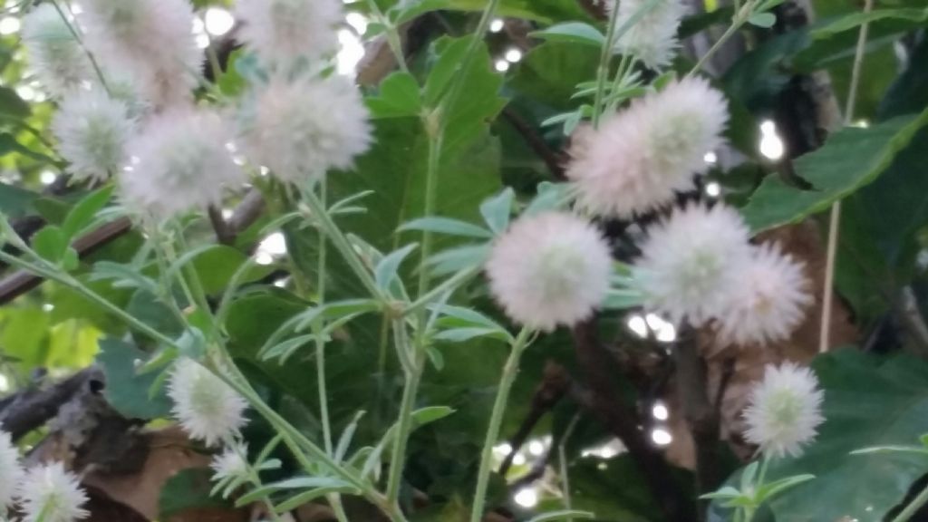 Trifolium arvense (Fabaceae)